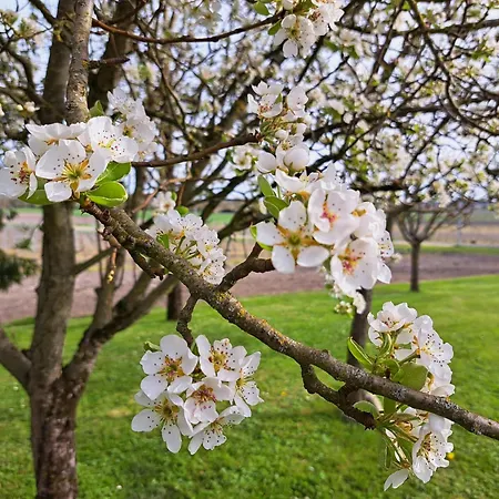 La Metairie Erable Au Milieu Des Vignes Réaux